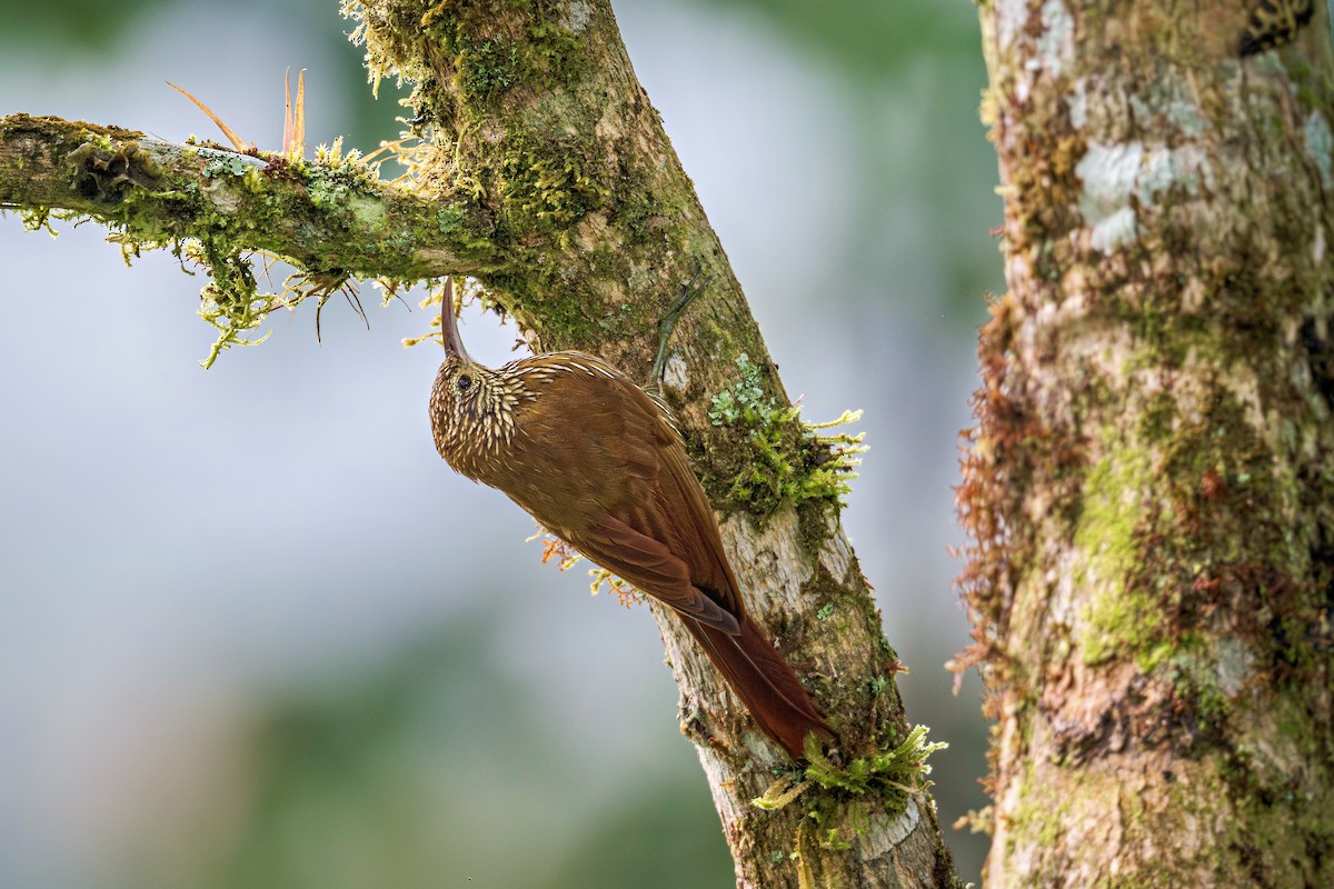 Montane Woodcreeper - ML643399844