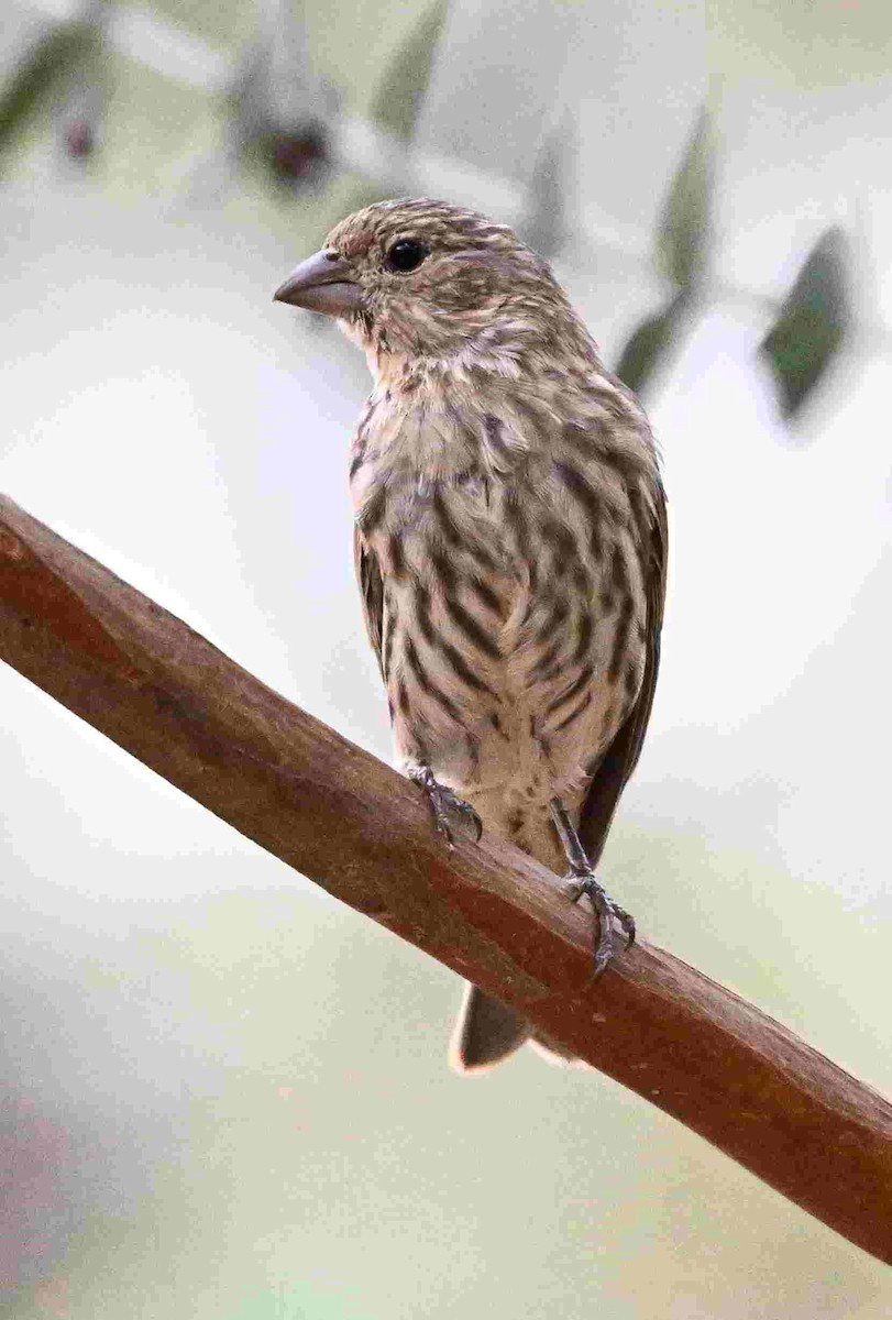 House Finch - ML643399852