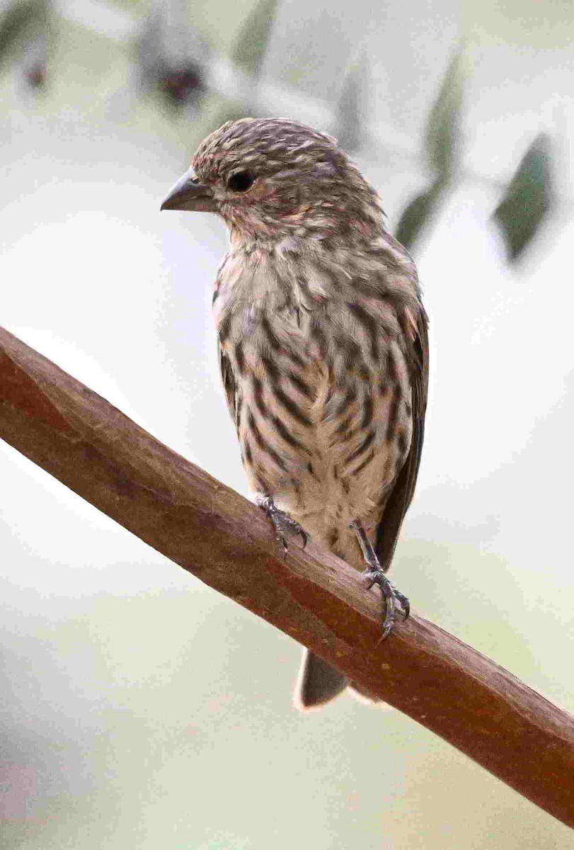 House Finch - ML643399865