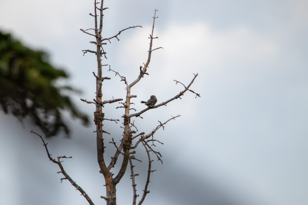 Northern Pygmy-Owl - ML643399866