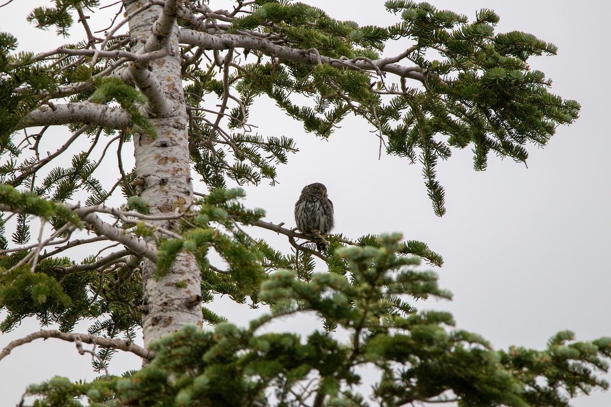 Northern Pygmy-Owl - ML643399868