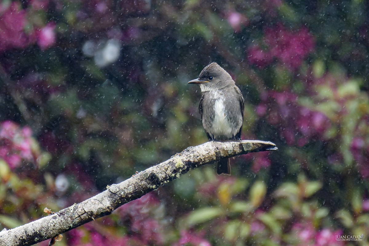 Olive-sided Flycatcher - ML643399870