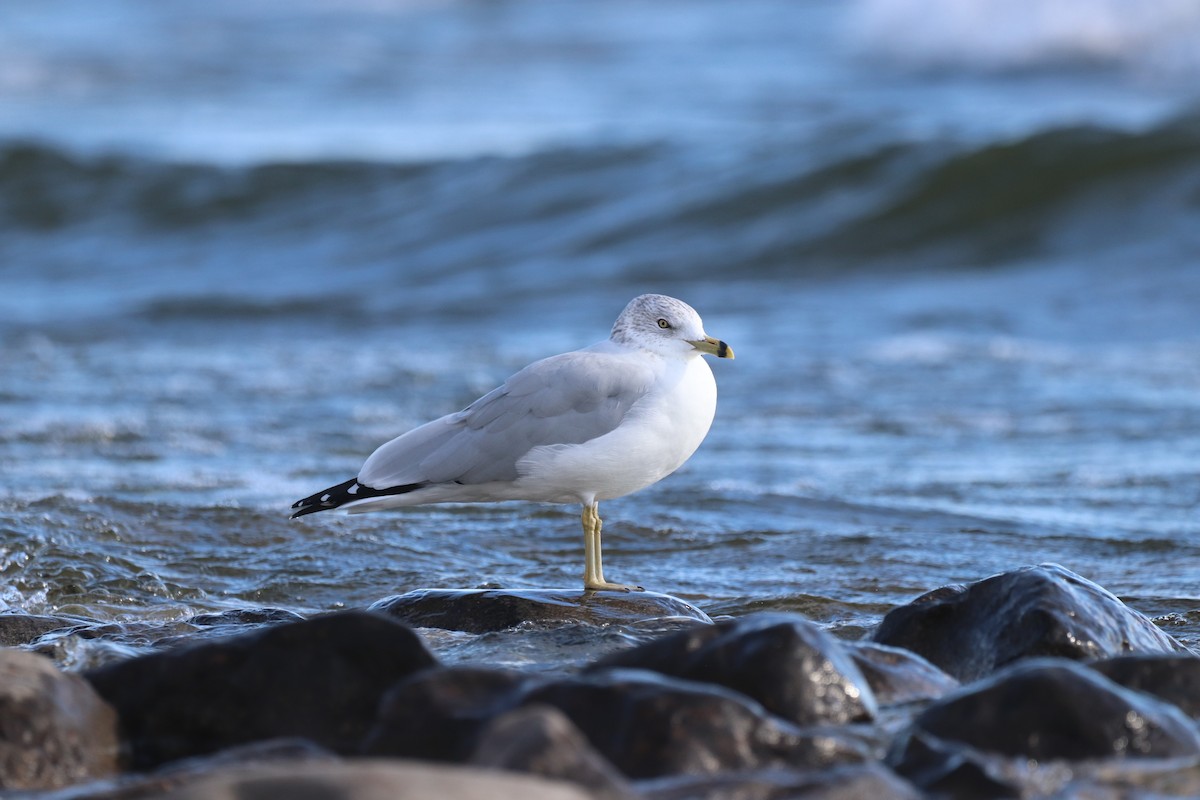 Ring-billed Gull - ML643399871