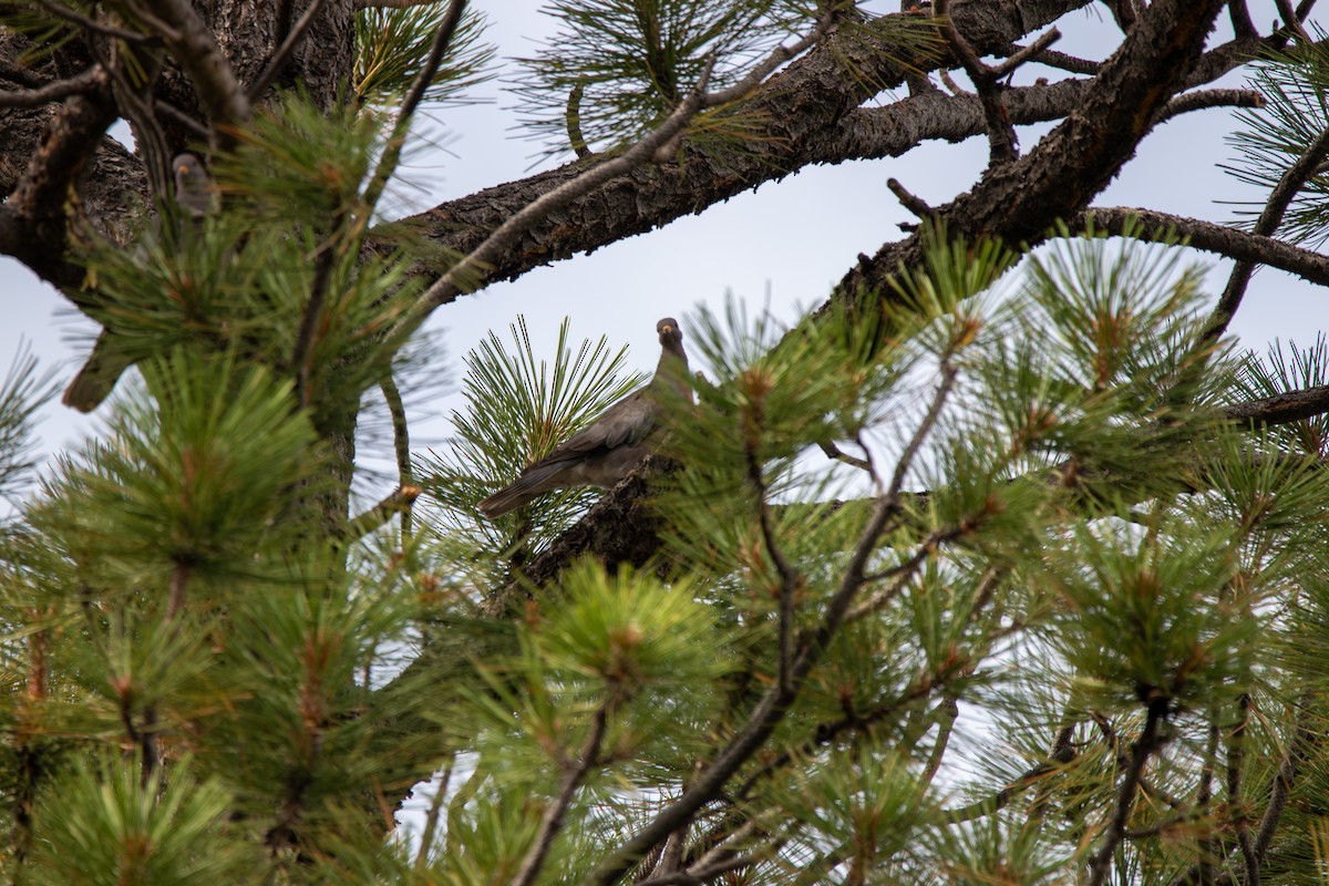 Band-tailed Pigeon - ML643399884