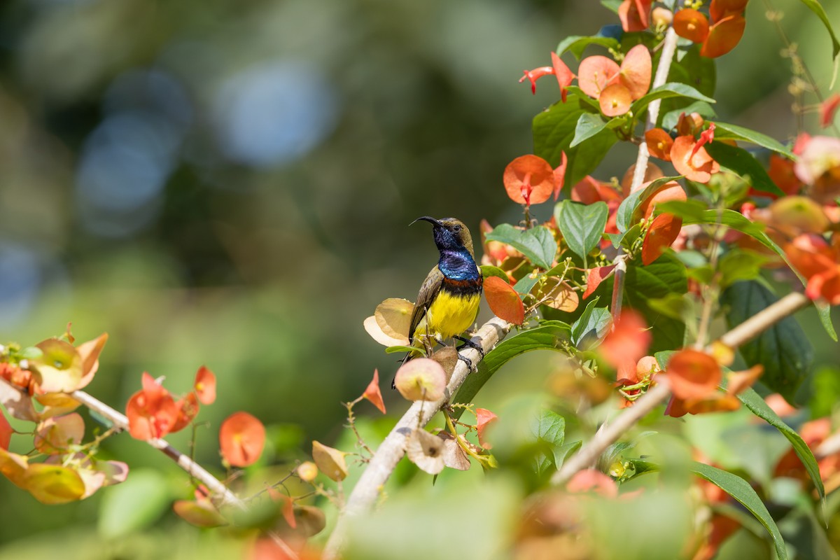 黃腹花蜜鳥 - ML643399892