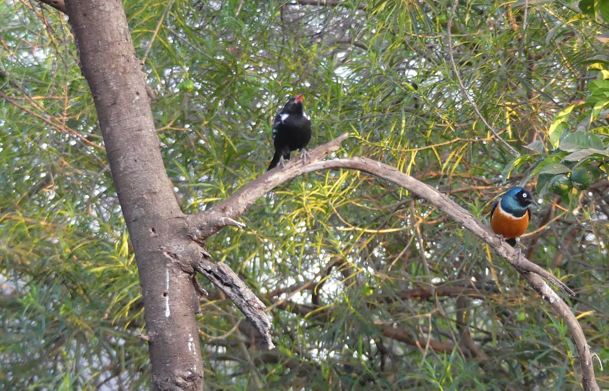 Red-billed Buffalo-Weaver - ML643399895