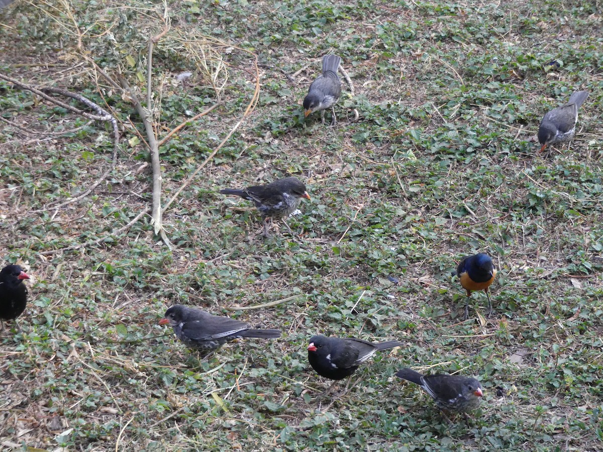 Red-billed Buffalo-Weaver - ML643399896