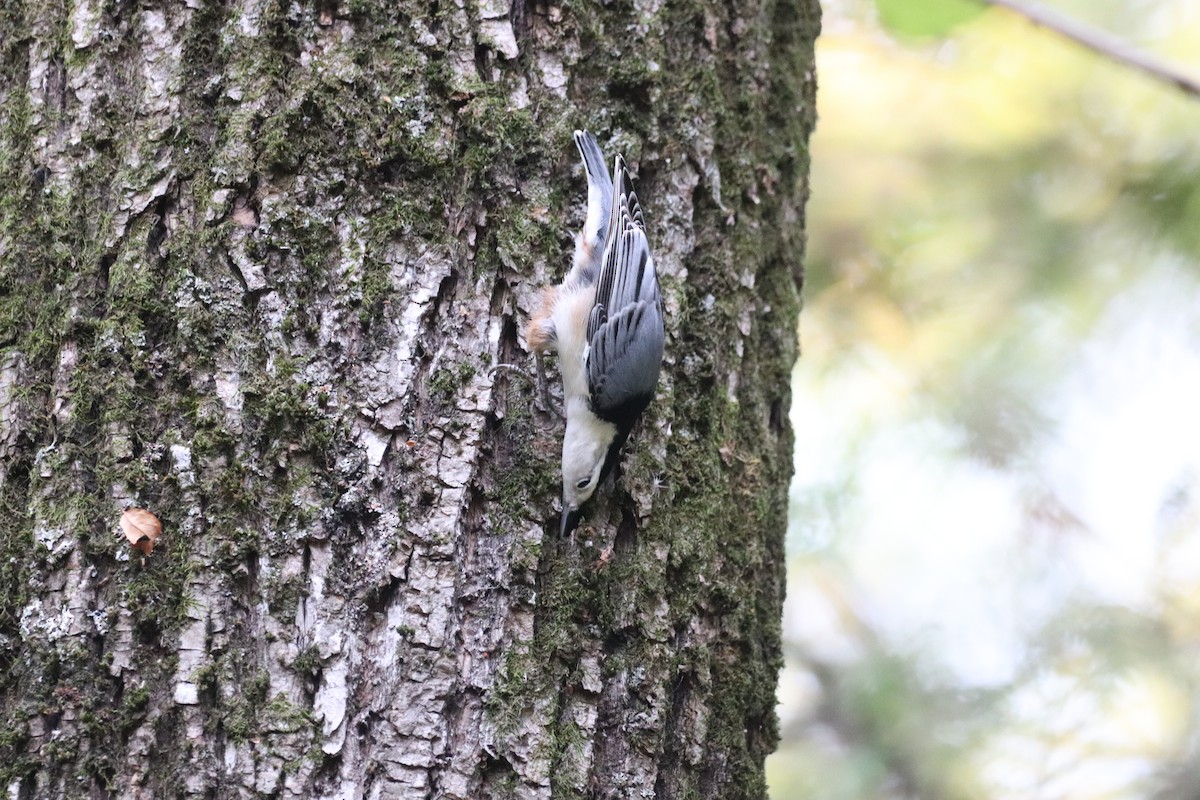 White-breasted Nuthatch - ML643399915