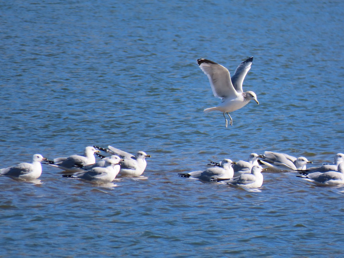 Ring-billed Gull - ML643399920