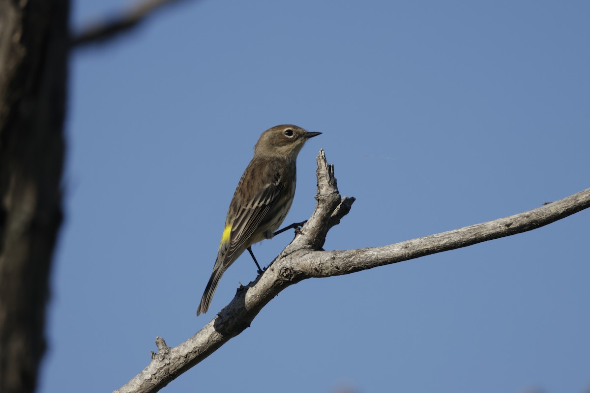 Yellow-rumped Warbler - ML643399921