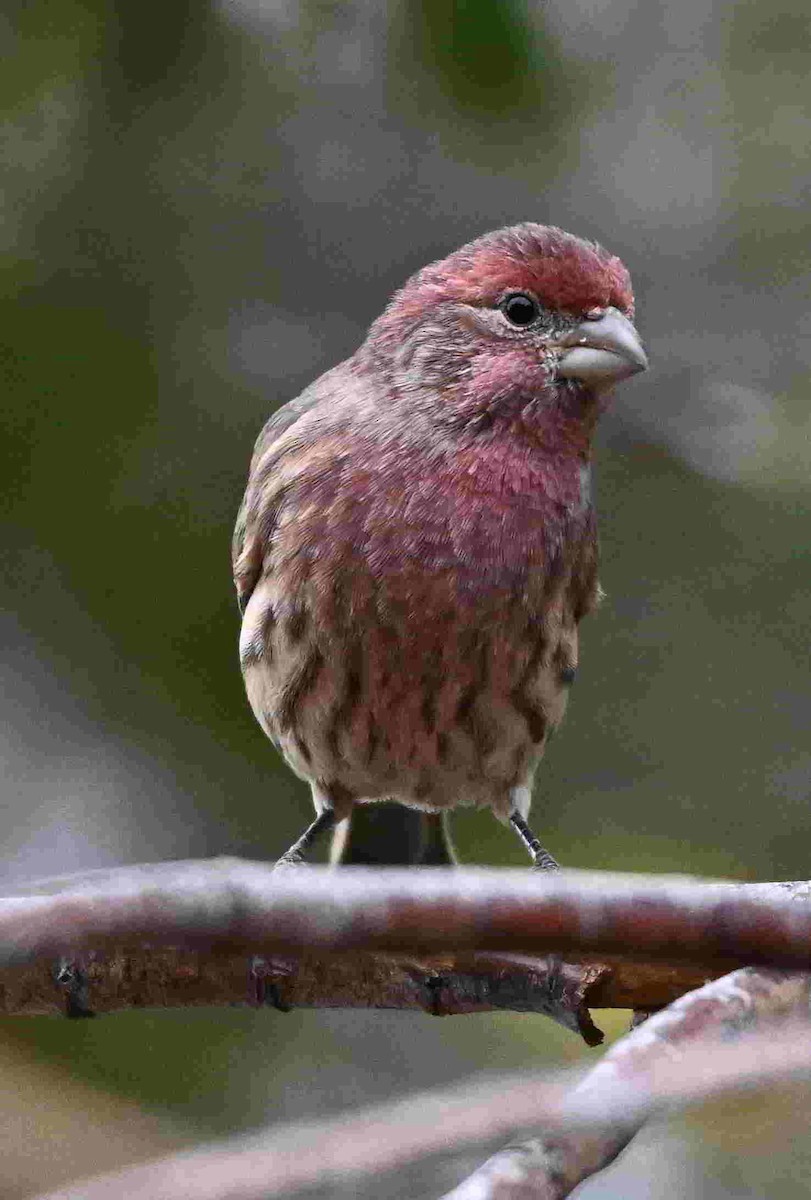House Finch - ML643399930