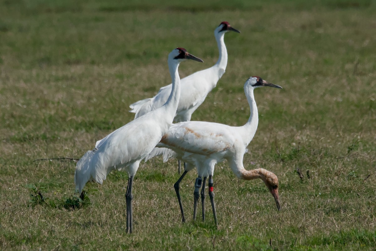 Whooping Crane - ML643399952