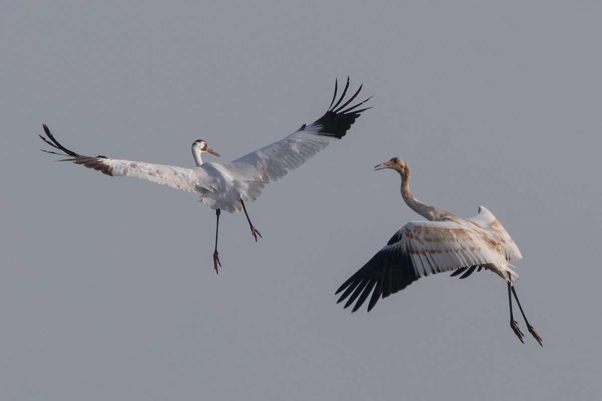 Whooping Crane - ML643399954