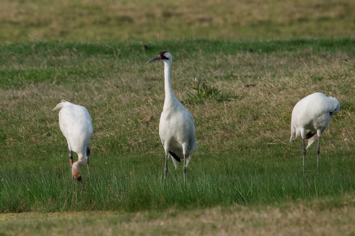 Whooping Crane - ML643399956