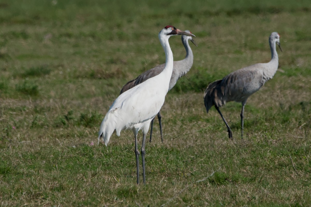 Whooping Crane - ML643399958