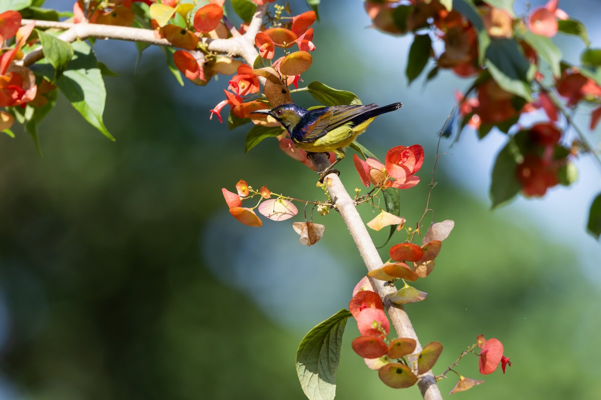 Brown-throated Sunbird - ML643399959