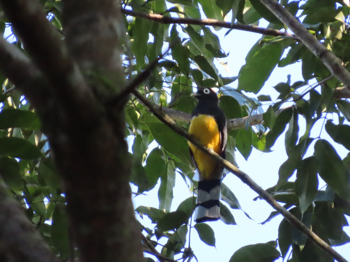 Black-headed Trogon - ML643399965