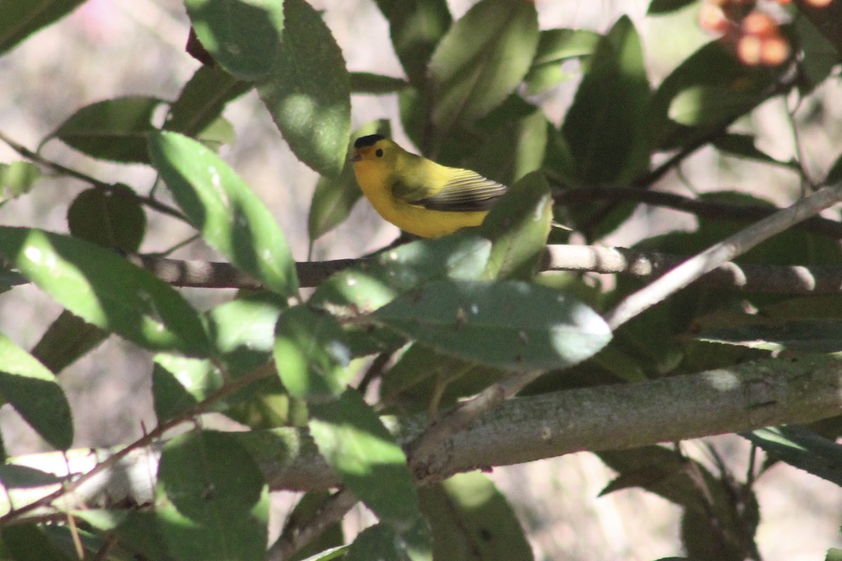 Wilson's Warbler - ML643399968