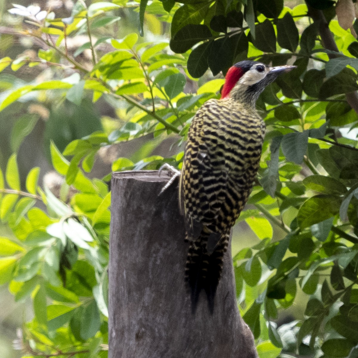 Green-barred Woodpecker - ML643399975