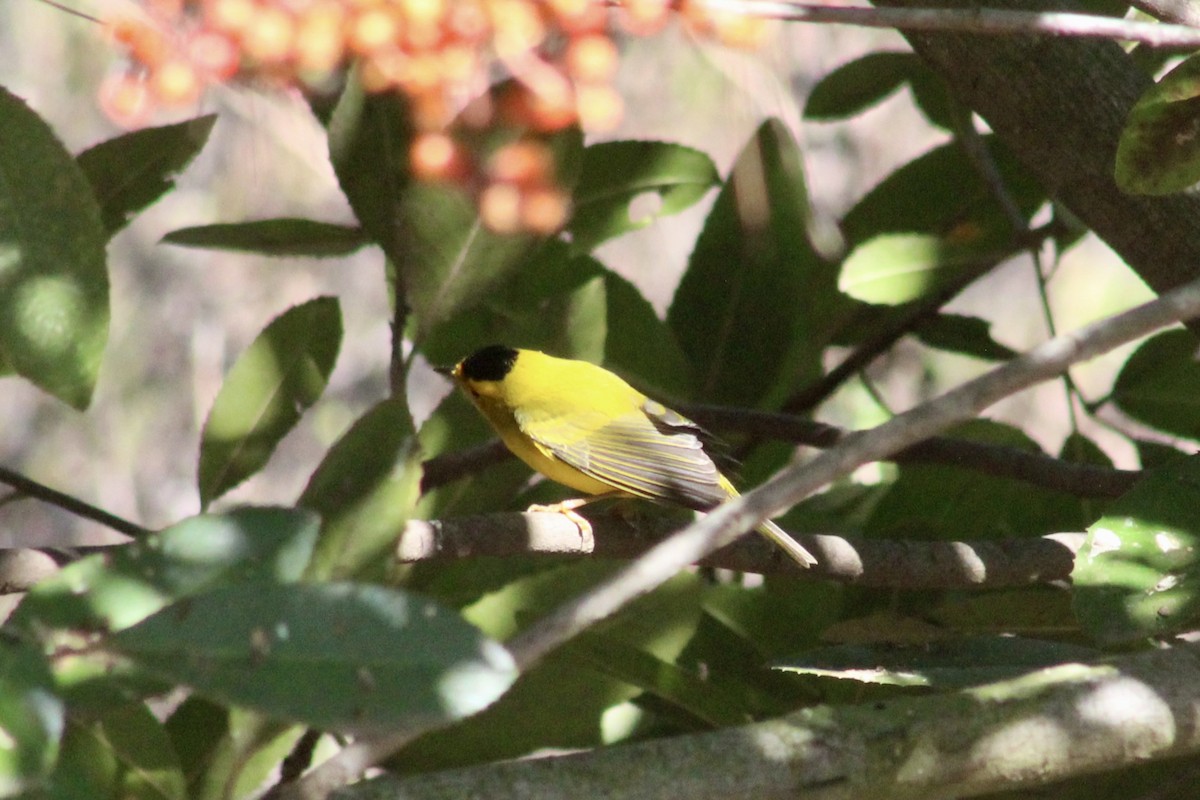 Wilson's Warbler - ML643399976