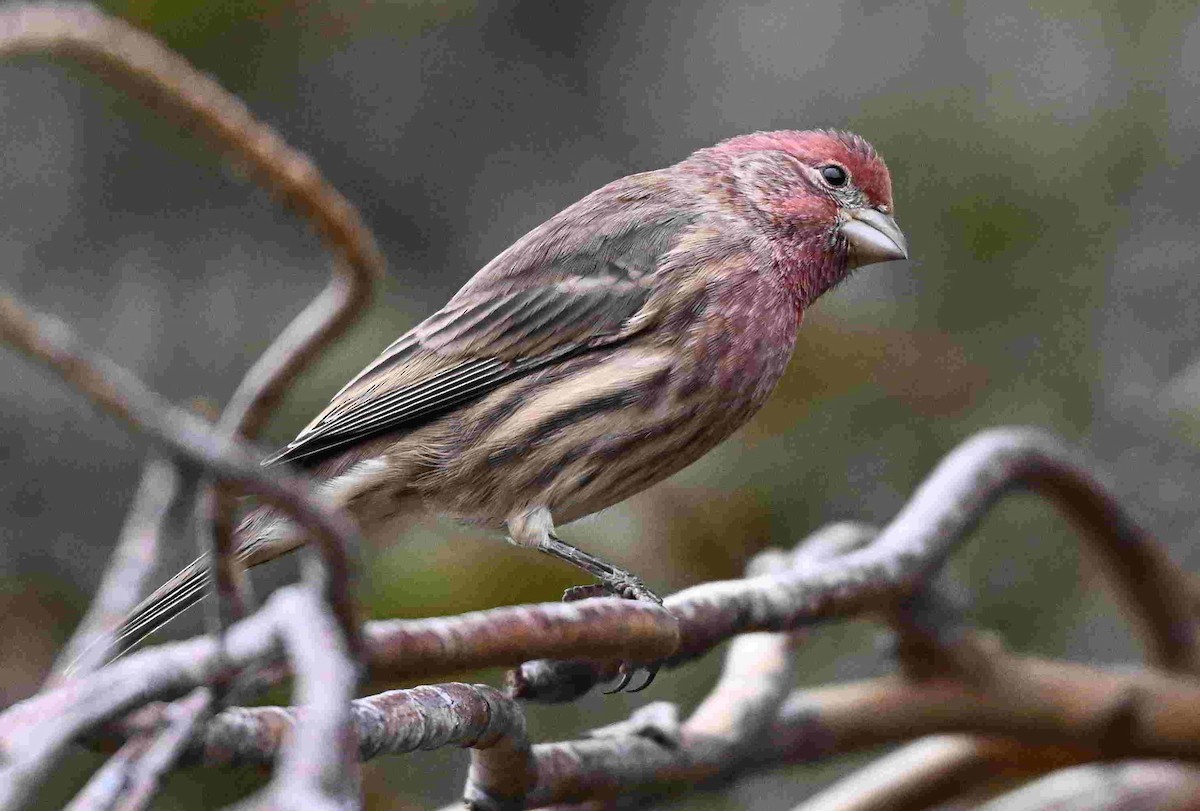 House Finch - ML643399978