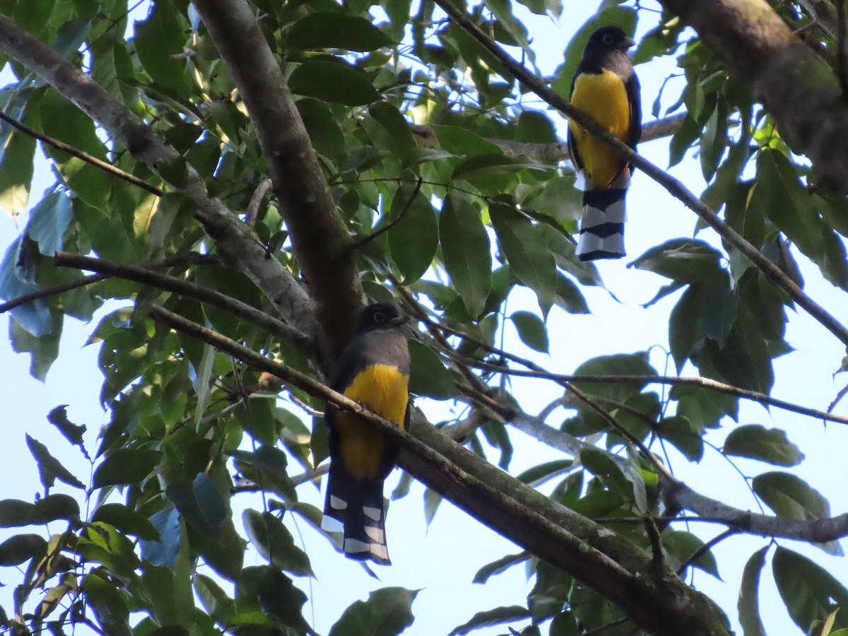 Black-headed Trogon - ML643399992