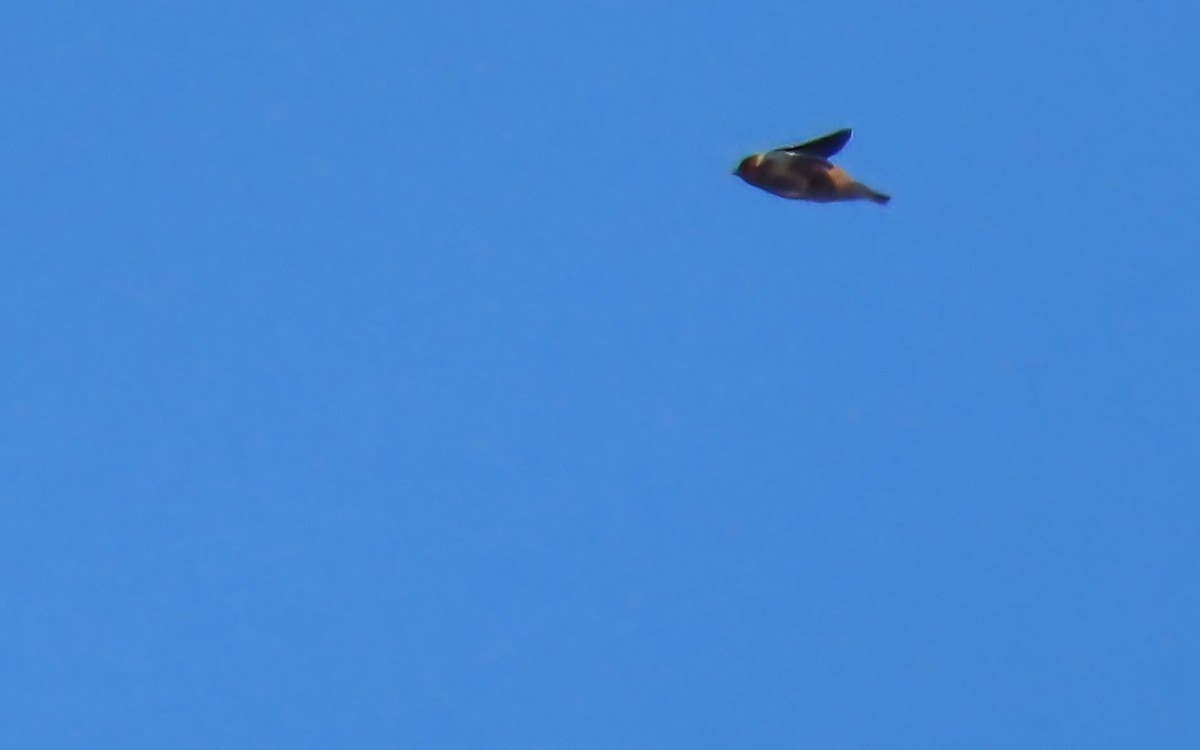 Cliff Swallow - ML643399993
