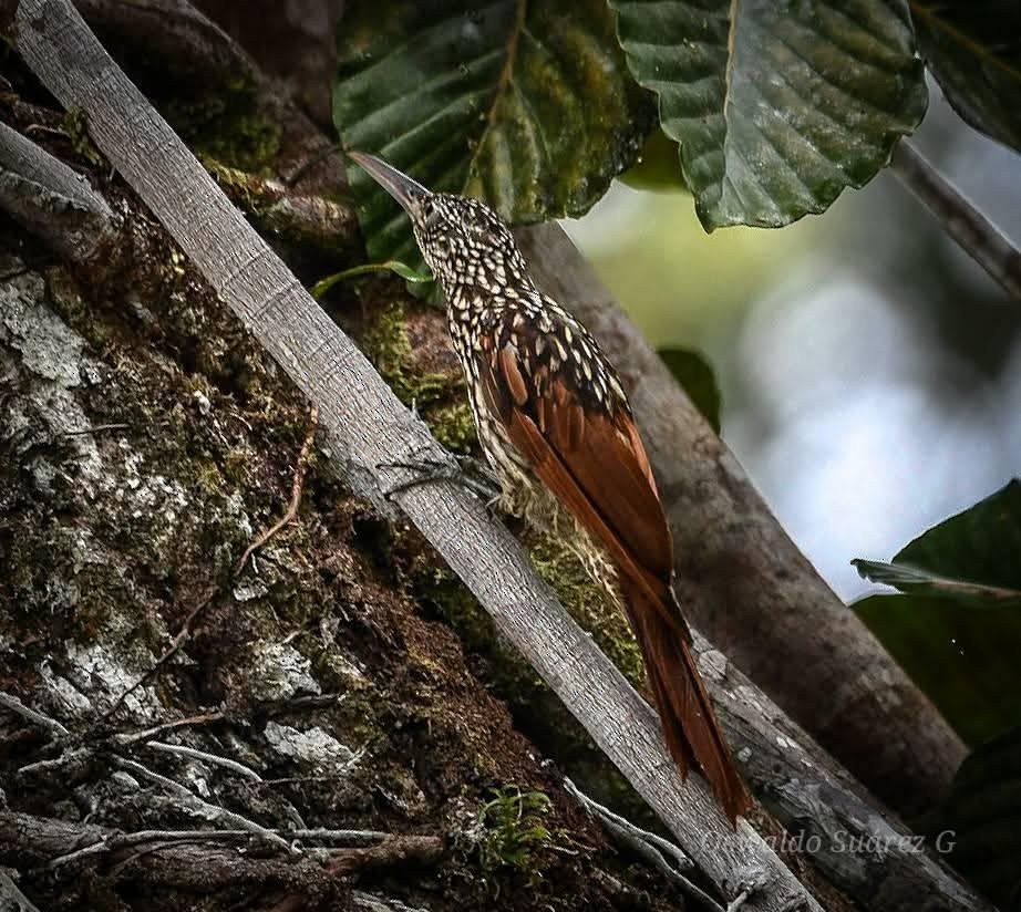Black-striped Woodcreeper - ML643399999