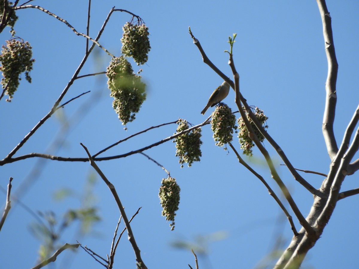Chestnut-vented Conebill - ML643400003