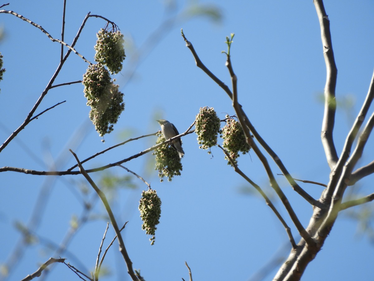 Chestnut-vented Conebill - ML643400004