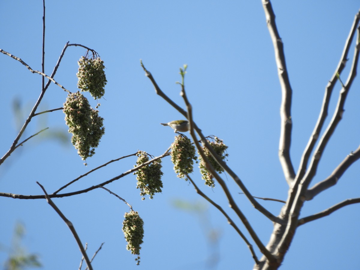 Chestnut-vented Conebill - ML643400005