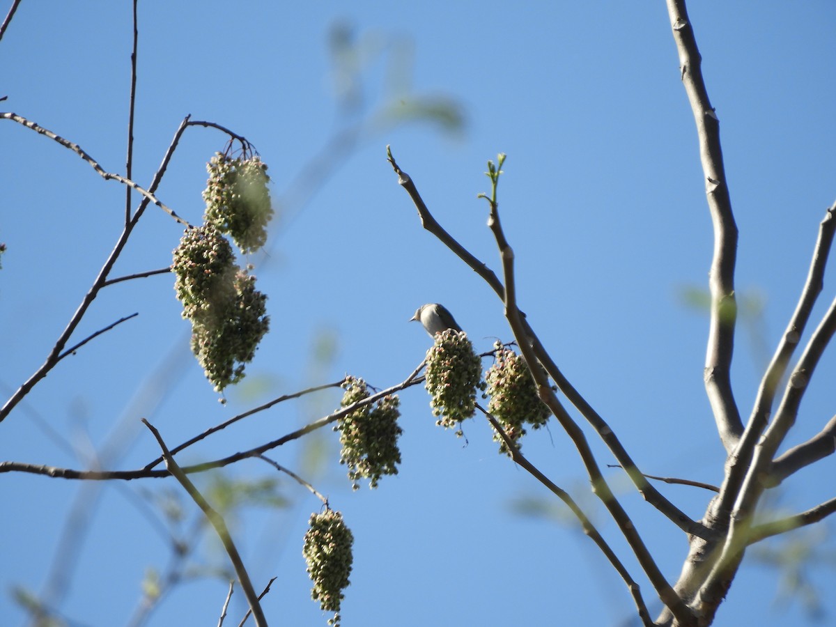 Chestnut-vented Conebill - ML643400006