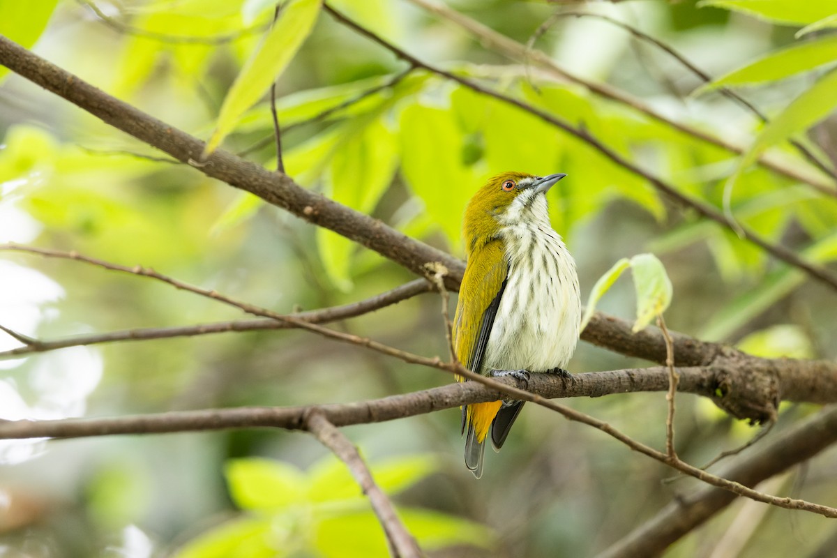 květozob prostý - ML643400007