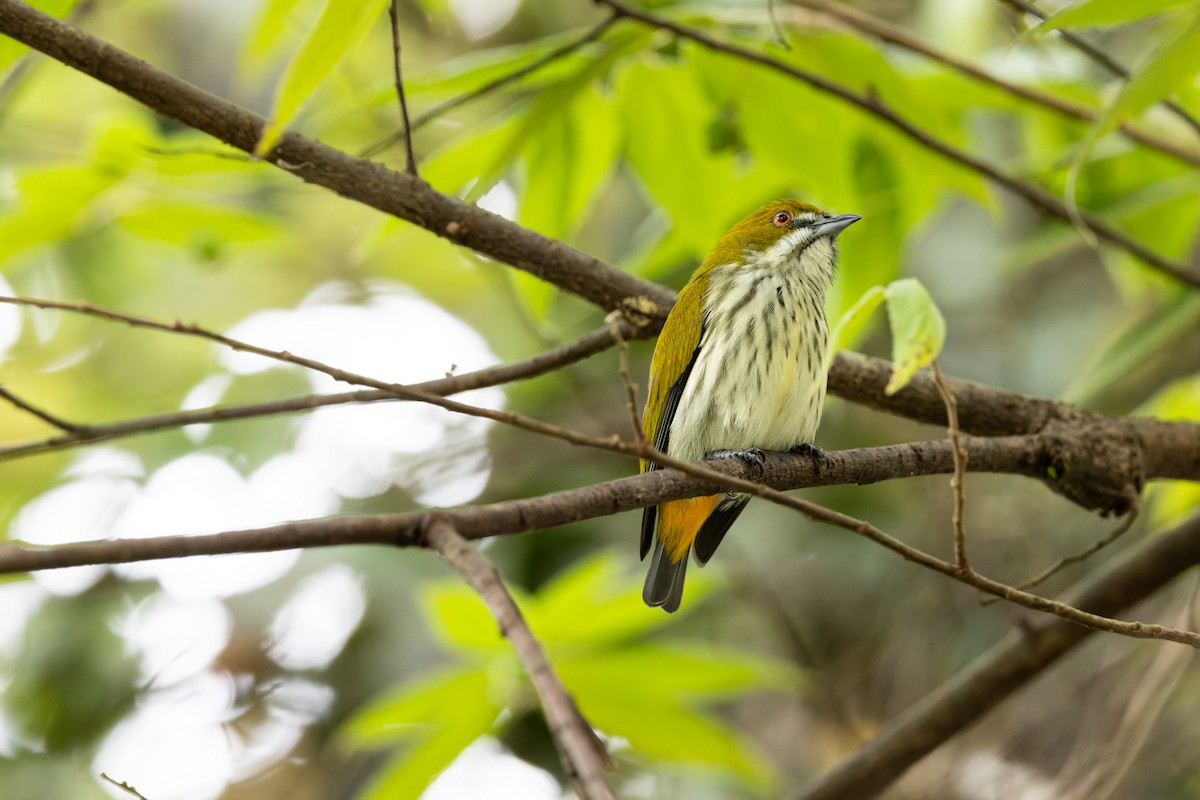 květozob prostý - ML643400008