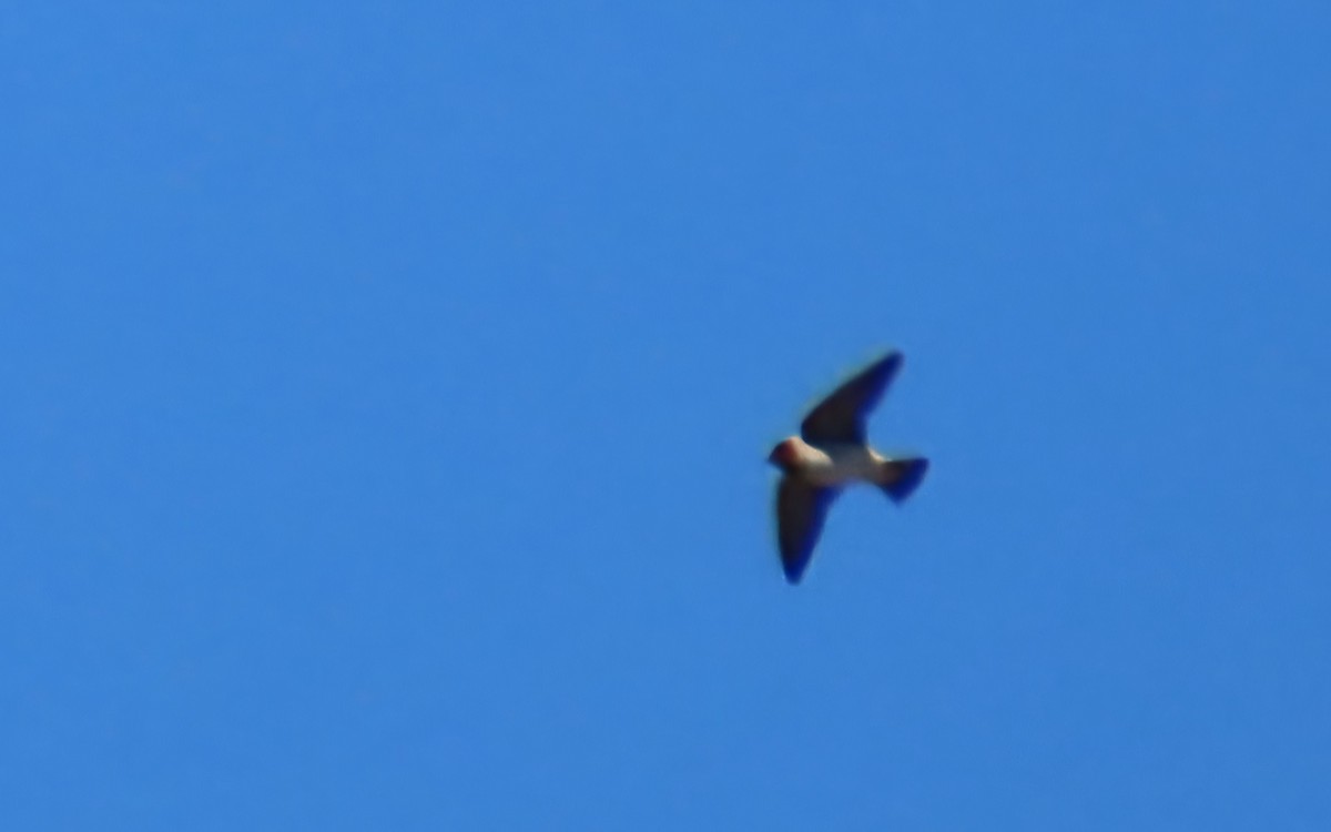 Cliff Swallow - ML643400013