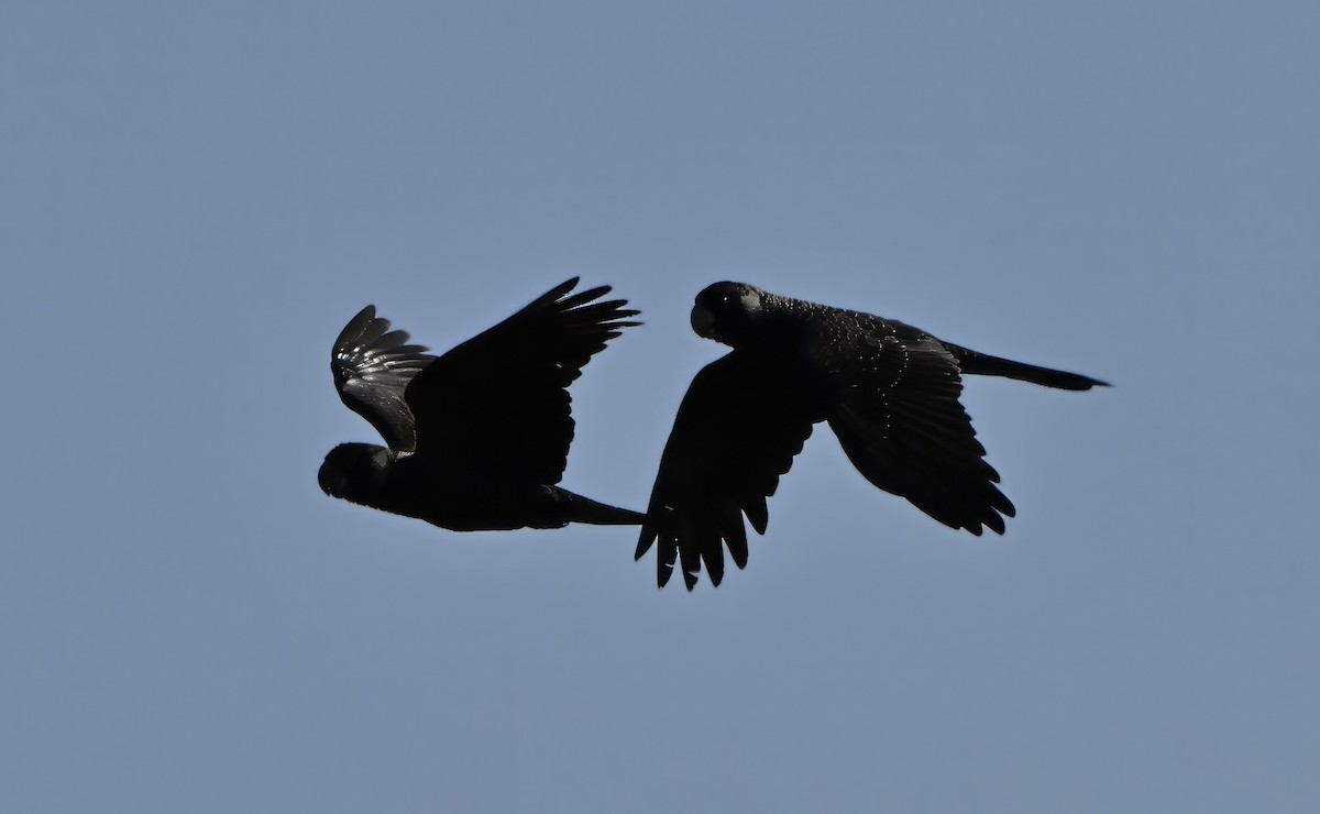 Carnaby's Black-Cockatoo - ML643400038