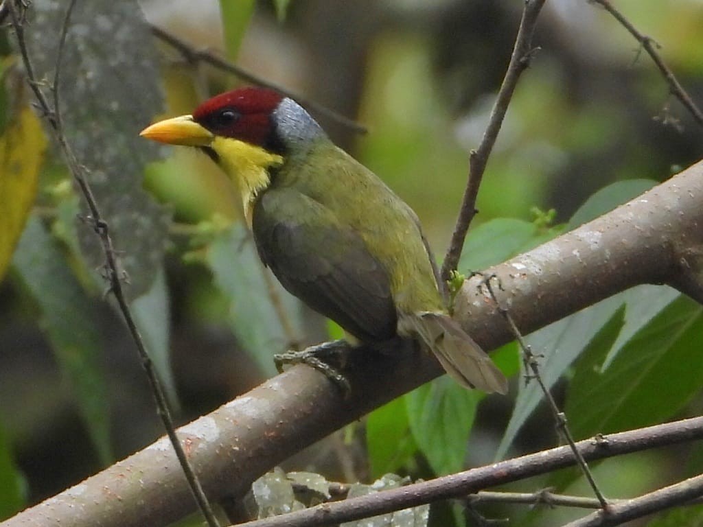 Goldbrust-Bartvogel - ML643400039