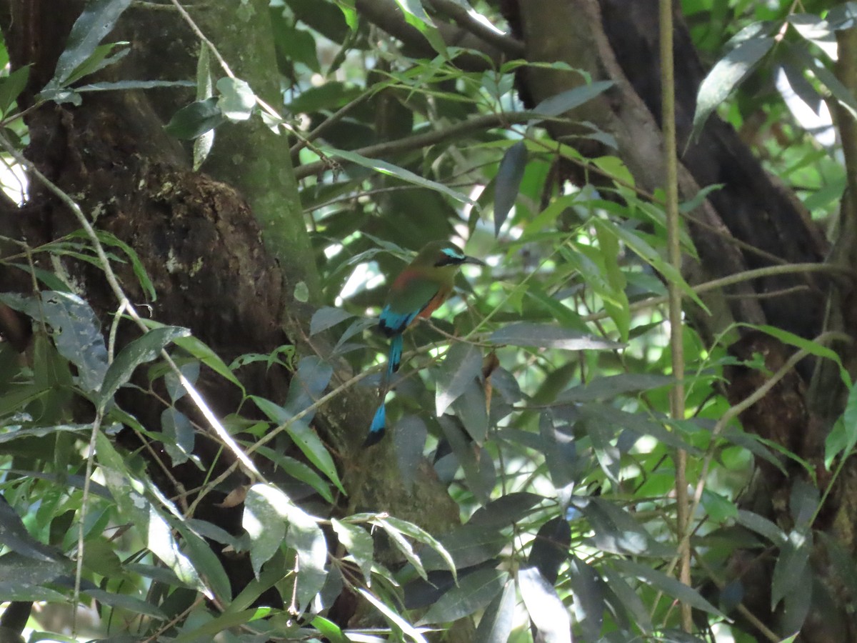 Turquoise-browed Motmot - ML643400050