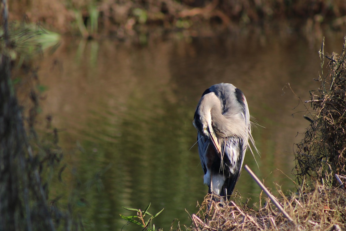 Great Blue Heron - ML643400055