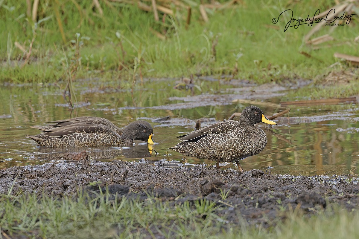 Yellow-billed Duck - ML643400057