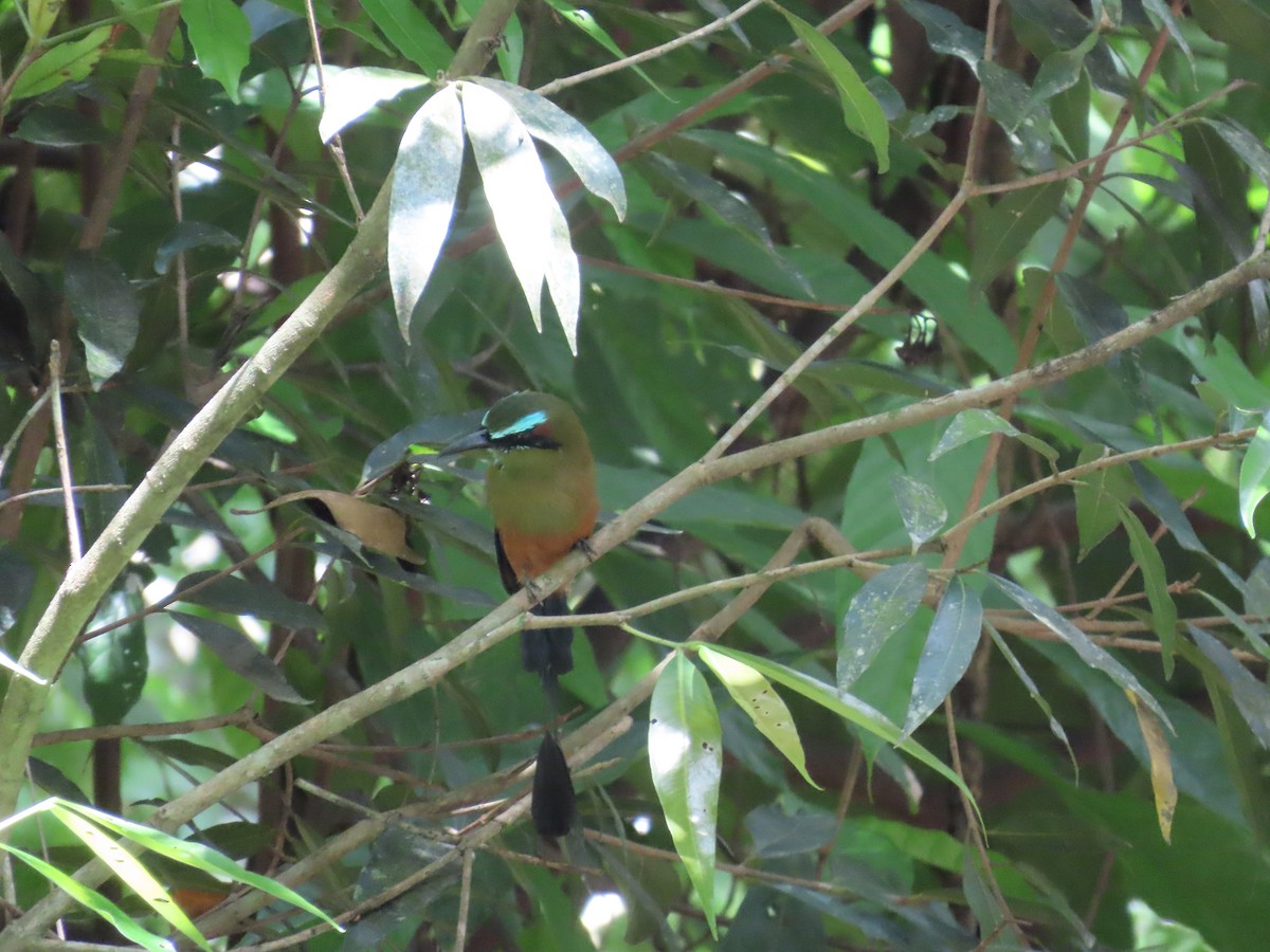 Turquoise-browed Motmot - ML643400065