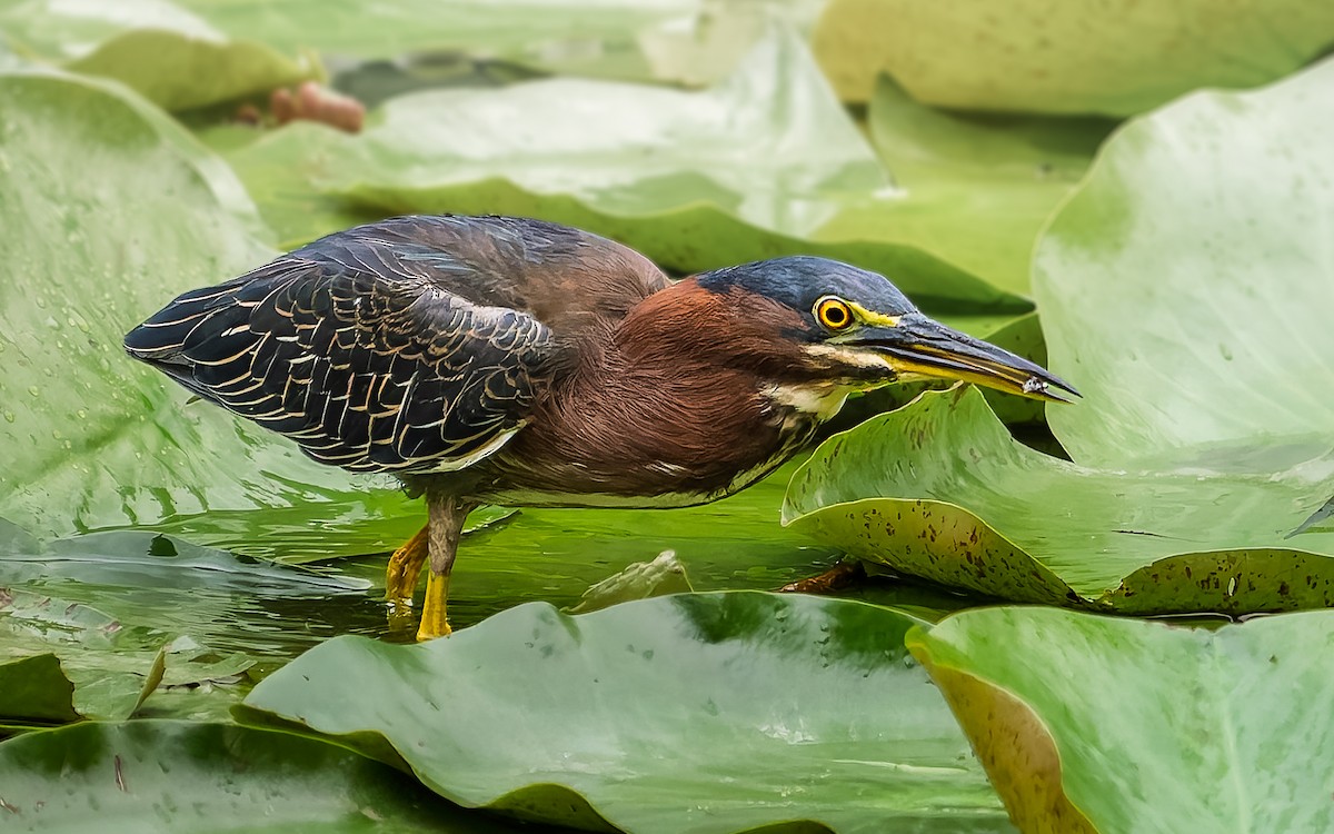 Green Heron - ML643400066