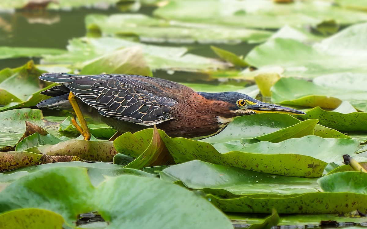 Green Heron - ML643400067