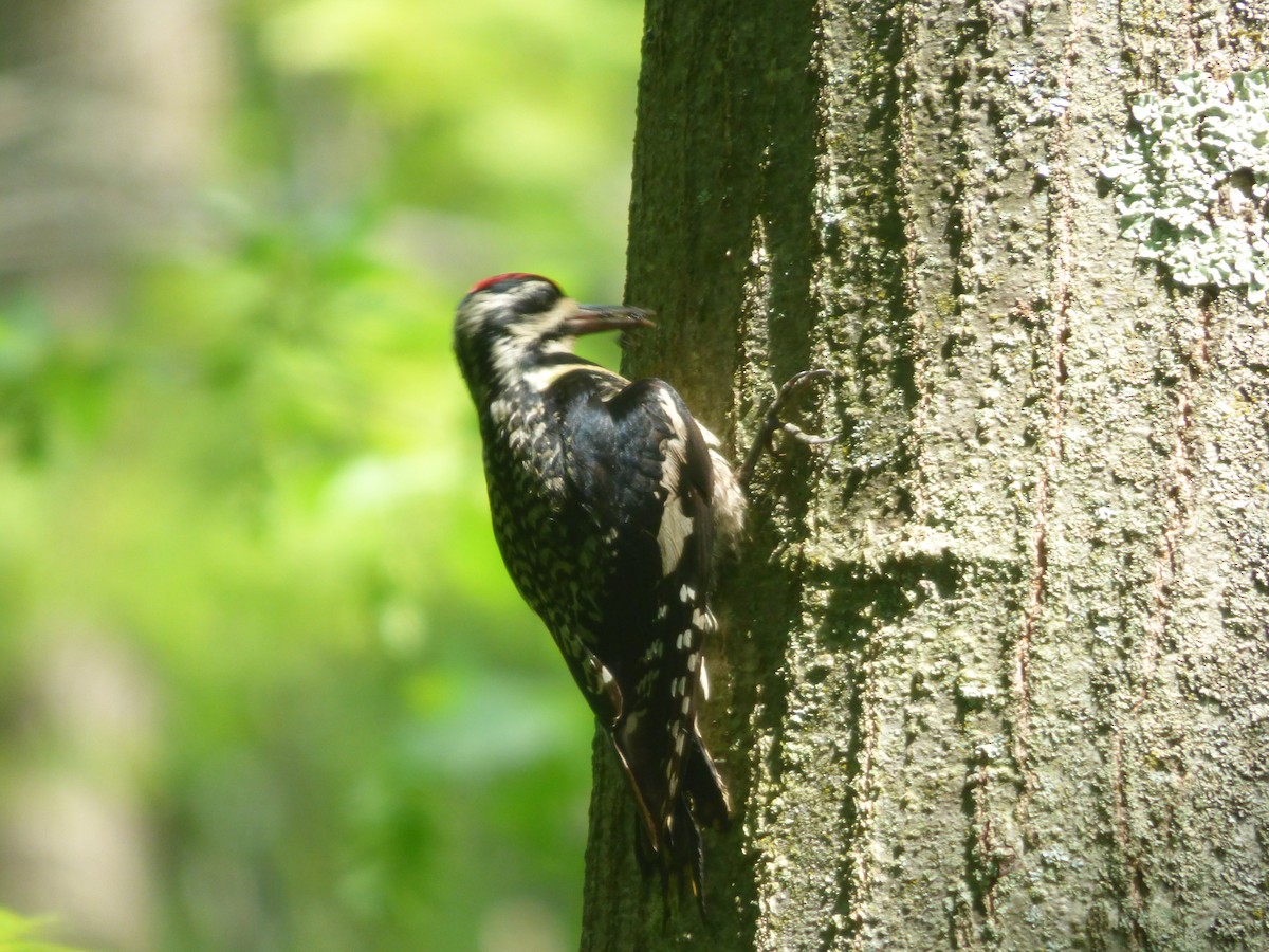 Yellow-bellied Sapsucker - ML643400070