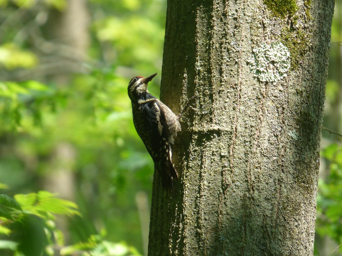 Yellow-bellied Sapsucker - ML643400071