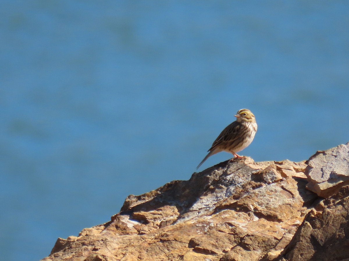 Savannah Sparrow - ML643400079
