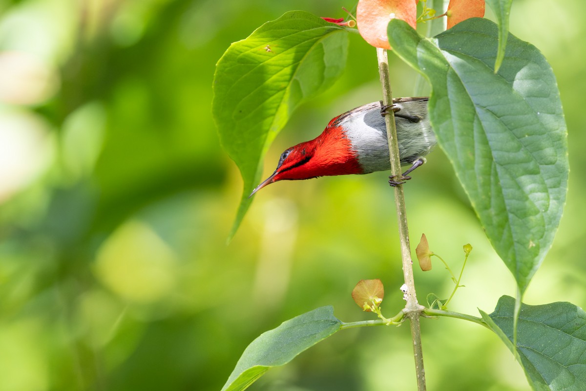 Karmesinnektarvogel - ML643400088