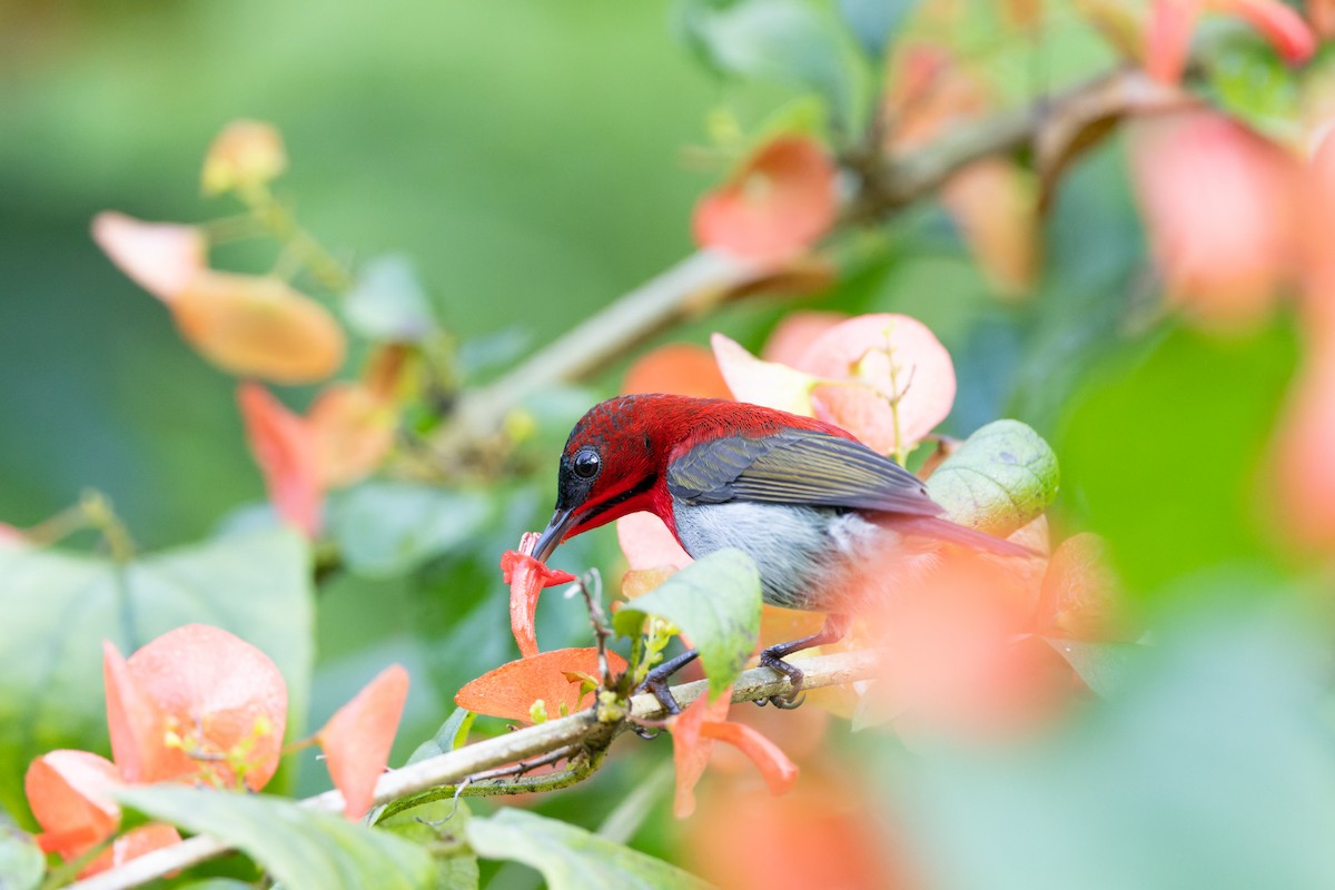 Karmesinnektarvogel - ML643400089