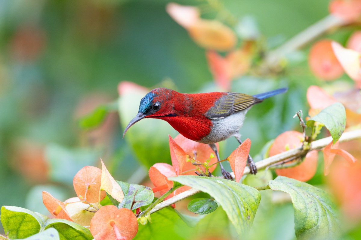 Karmesinnektarvogel - ML643400093