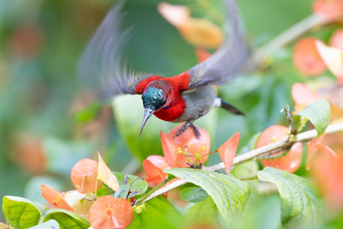 Karmesinnektarvogel - ML643400094